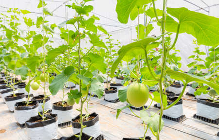 Cantaloupe melons plants growing in film greenhouses farmの写真素材