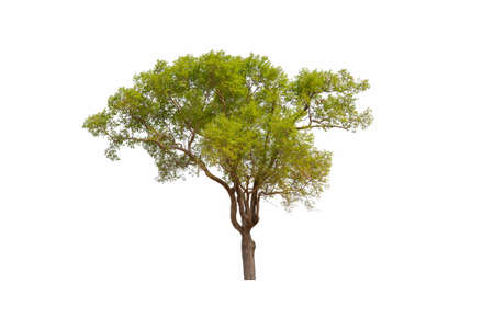 Single Green tree with clipping path on white background