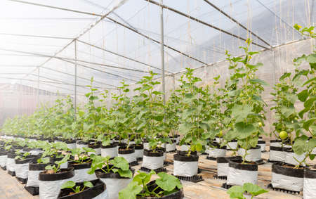 Cantaloupe melons plants growing in film greenhouses farmの写真素材
