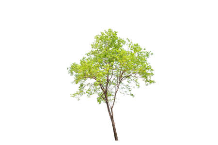 Single green tree on white background nature concept.の写真素材