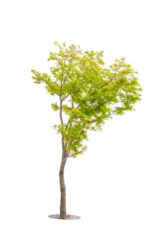 Single Green tree at Kyoto Japan on white backgroundの写真素材