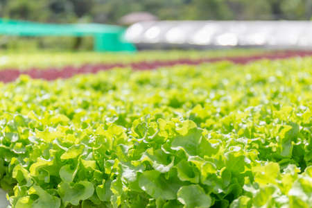 Hydroponic lettuces in hydroponic pipe. Hydroponics vegetable cultivation farm, Organic food conceptの写真素材