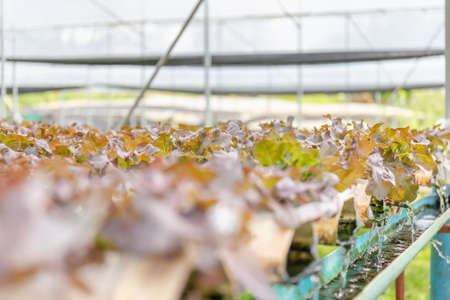 Hydroponic lettuces in hydroponic pipe. Hydroponics vegetable cultivation farm, Organic food conceptの写真素材