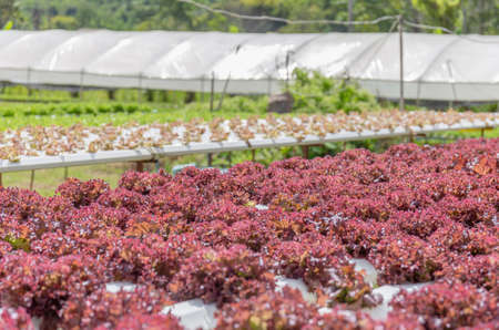 Hydroponic lettuces in hydroponic pipe. Hydroponics vegetable cultivation farm, Organic food conceptの写真素材