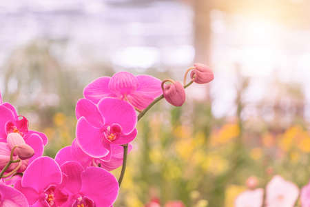 Beautiful orchid flower with select the focus and blured natural background conceptの写真素材