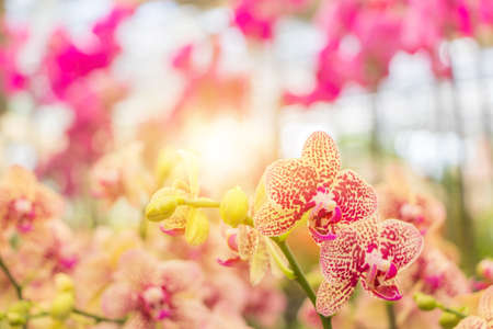 Beautiful orchid flower with select the focus and blured natural background concept