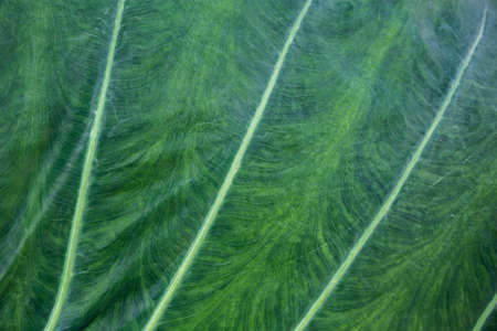Green Taro leaf, Abstract green leaves for nature wallpaper background conceptsの写真素材