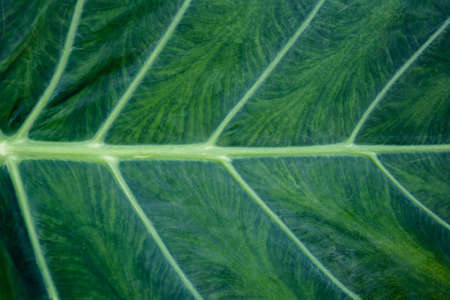 Green Taro leaf, Abstract green leaves for nature wallpaper background conceptsの写真素材
