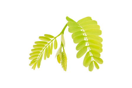 Tamarind leaves isolated on white background, Leaf pattern leaves tamarind with clipping path for conceptsの写真素材