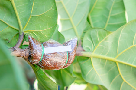 Propagating Fiddle Leaf Fig. Grafting tree plant on Fiddle Leaf Fig or Ficus lyrata branchの写真素材