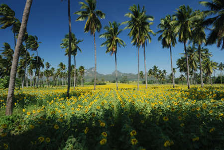 SunFlower, LopBuriの写真素材