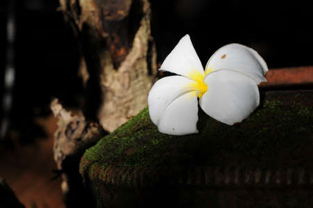 Flower in Templeの写真素材