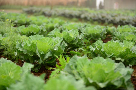 Lettuceの写真素材