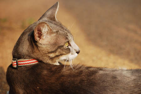Thai Cat , Korat Thailandの写真素材