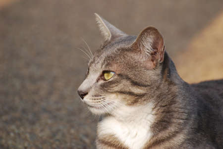 Lovely Thai Cat, Korat Thailand