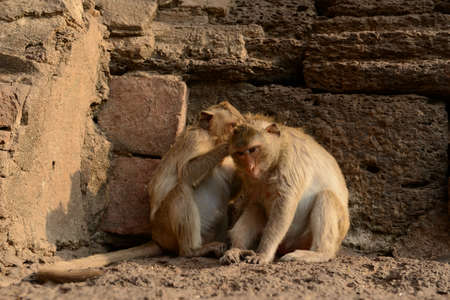 Lovely Monkey in Thailandの写真素材