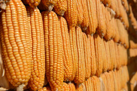 Harvested corn background, Korat Thailand