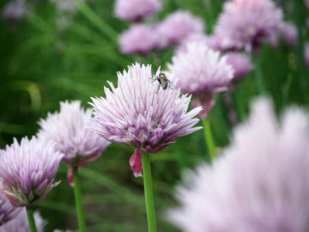 Beautiful purple flowers near Lupinus flowers field, Hokkaido Japan