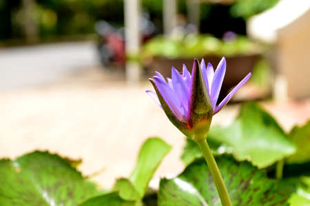 Purple lotus blossom, Korat Thailand.の写真素材