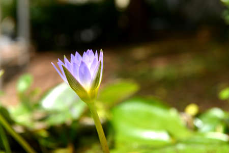 Purple lotus blossom, Korat Thailand.の写真素材