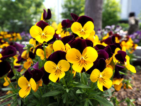 Pansy. Pansy flowers in garden. Pansy. Mixed pansies in garden. Pansy. Pansy background.