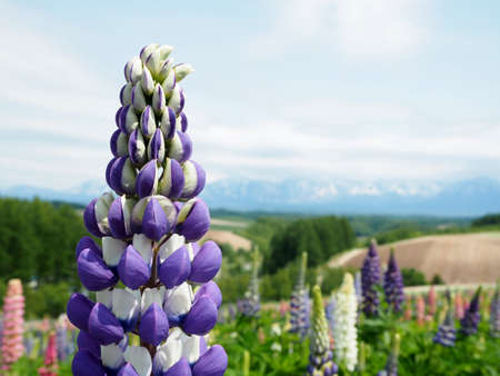 Blue lupinus flowers. Natural background with flowers of lupinus