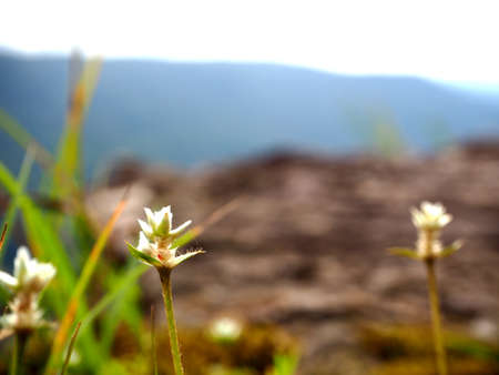 Small flowers on the cliff edge at KhaoYai National park, Thailandの写真素材