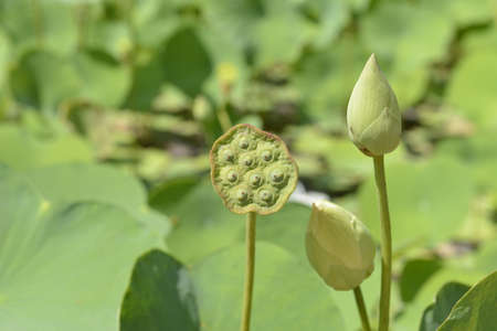 White Lotus OR Water Lily in the pond on sunny day. A white lotus flower refers to purity of the mind and the spirit.の写真素材