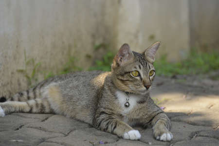 Cute Tabby Cat laying on a pathway.