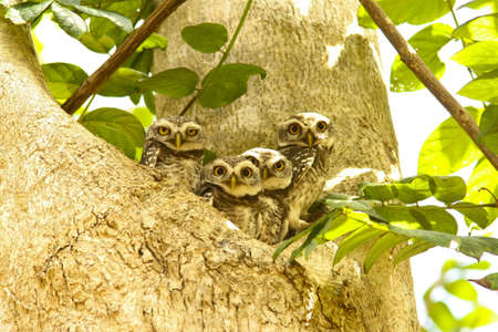 family of spotted owl at prajuabkilikun, thailandの写真素材