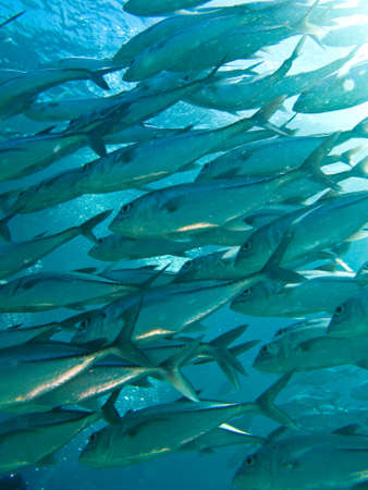 school of jackfish waiting around coral reef for hunting time. it alway believe in group for alive.の写真素材