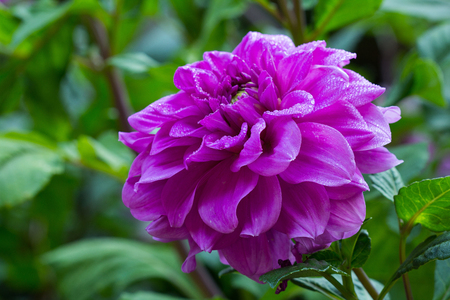 violet flower forest park green leaves green beautiful nature colorの写真素材
