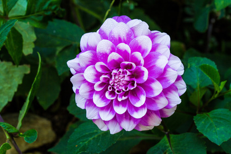 violet flower park green summer beautiful color nature forestの写真素材