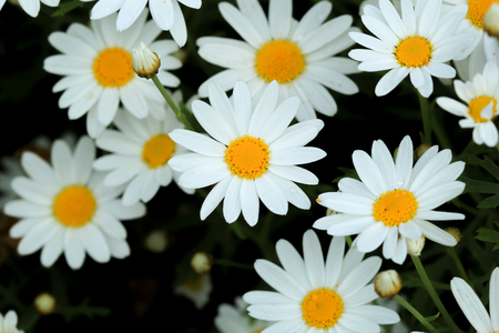 white flower daisy background beautiful blossom bloom nature floralの写真素材