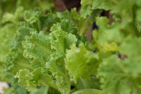 vegetable organic garden background agriculture texture salad farm leafの写真素材