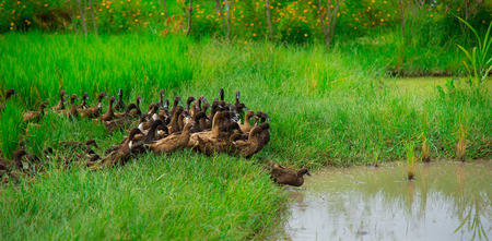 family duck green water grass river canal nature pond masses groupの写真素材