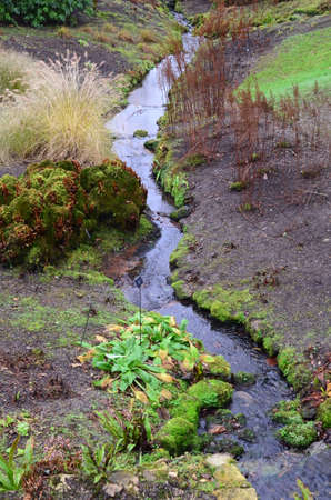 Woodland stream in the County of West Sussex, England.の写真素材