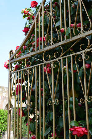 Ornate gold painted wrought iron garden gateの写真素材