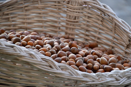 harvest of hazelnuts in white wicker basketの写真素材