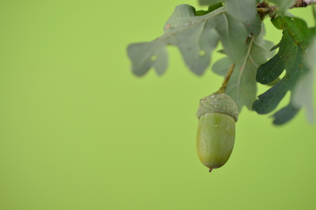 Green acorn with branches on branches close up in front of green background with copy spaceの写真素材