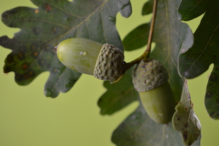 Green acorns with leaves on branches close up in front of green backgroundの写真素材