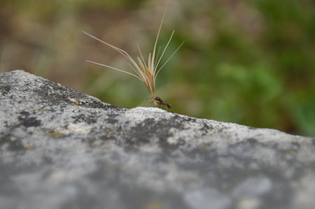 ant carrying an overlarge grainの写真素材