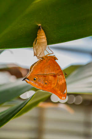 Night butterflyの写真素材