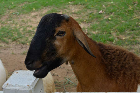 Lovely Animalの写真素材