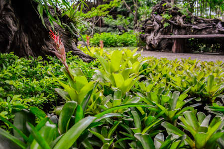 Green Orchidの写真素材