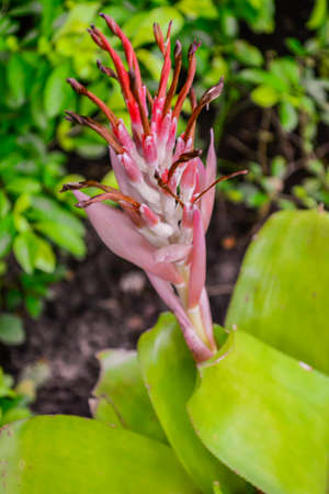 Purple Orchidの写真素材