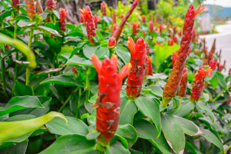 Red Orchidの写真素材