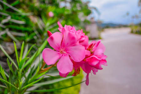 Magenta Orchidの写真素材