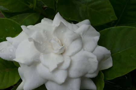 Jasmine in whiteの写真素材