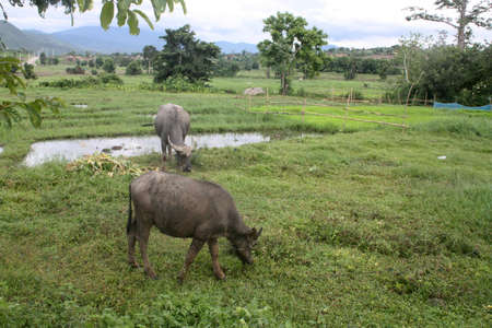 Buffalo
